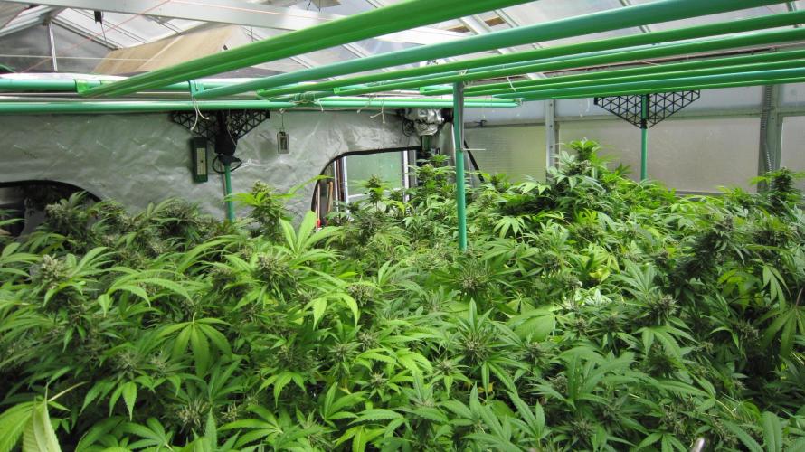 Runtz Mintz Cream by SnowShoe Joe. Week 24 - RMC - Facing Northeast