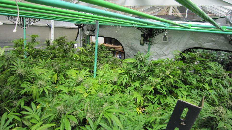 Runtz Mintz Cream by SnowShoe Joe. Week 24 - RMC - Facing Northwest