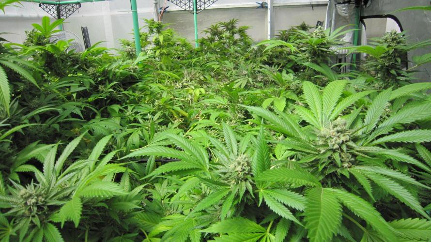 Runtz Mintz Cream by SnowShoe Joe. Week 24 - Plant #1