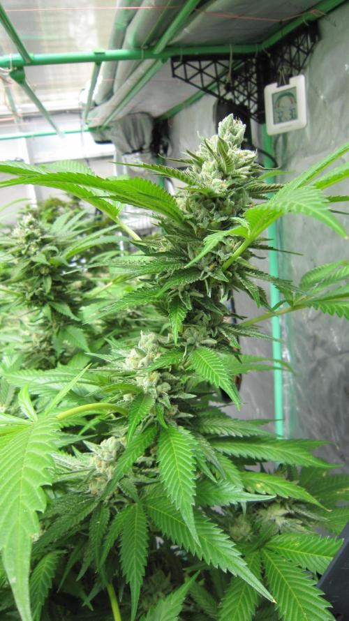 Runtz Mintz Cream by SnowShoe Joe. Week 24 - Plant #1
