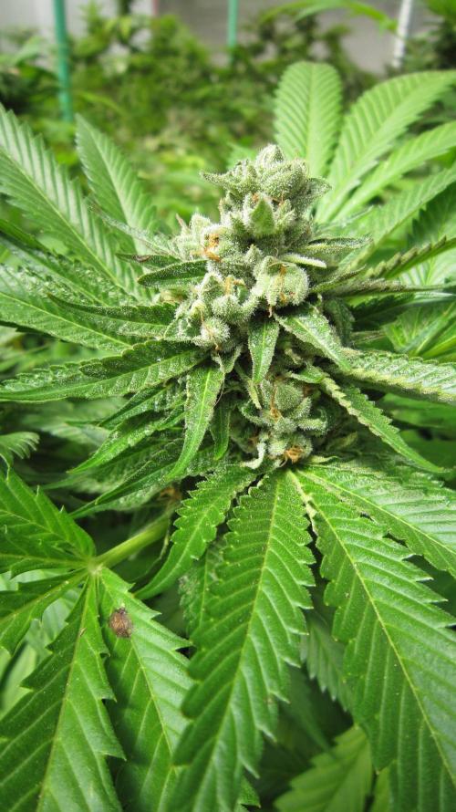 Runtz Mintz Cream by SnowShoe Joe. Week 24 - Plant #1