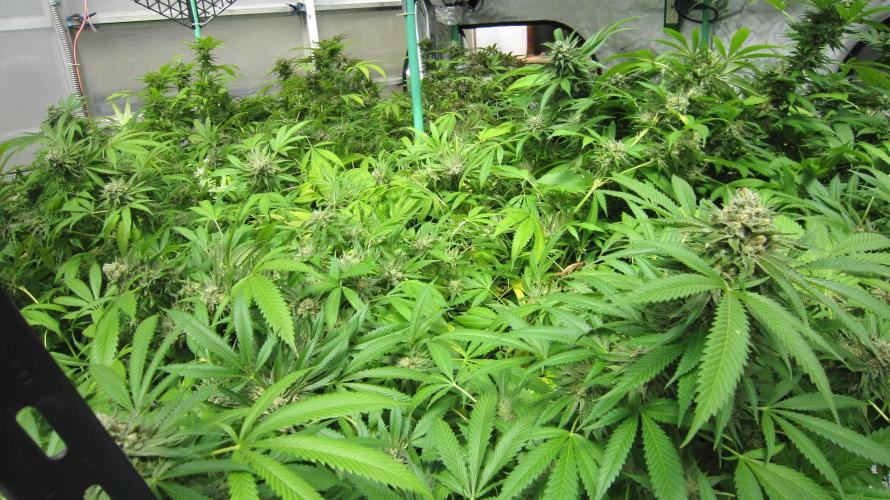Runtz Mintz Cream by SnowShoe Joe. Week 24 - Plant #2