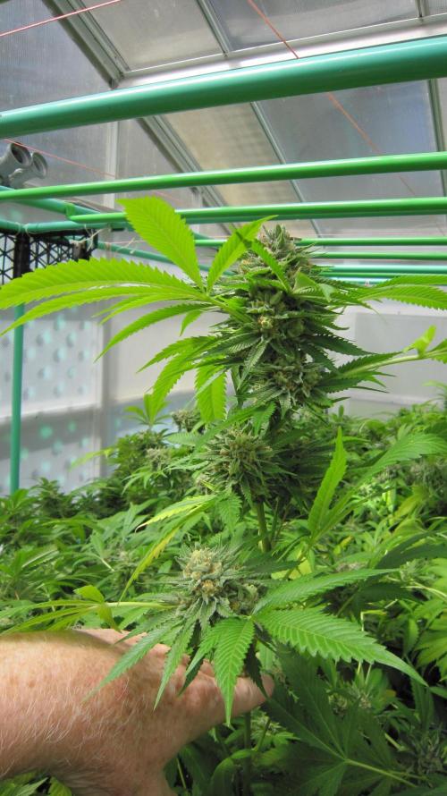 Runtz Mintz Cream by SnowShoe Joe. Week 24 - Plant #2