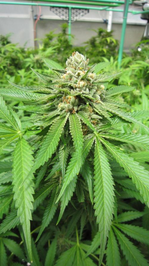 Runtz Mintz Cream by SnowShoe Joe. Week 24 - Plant #2