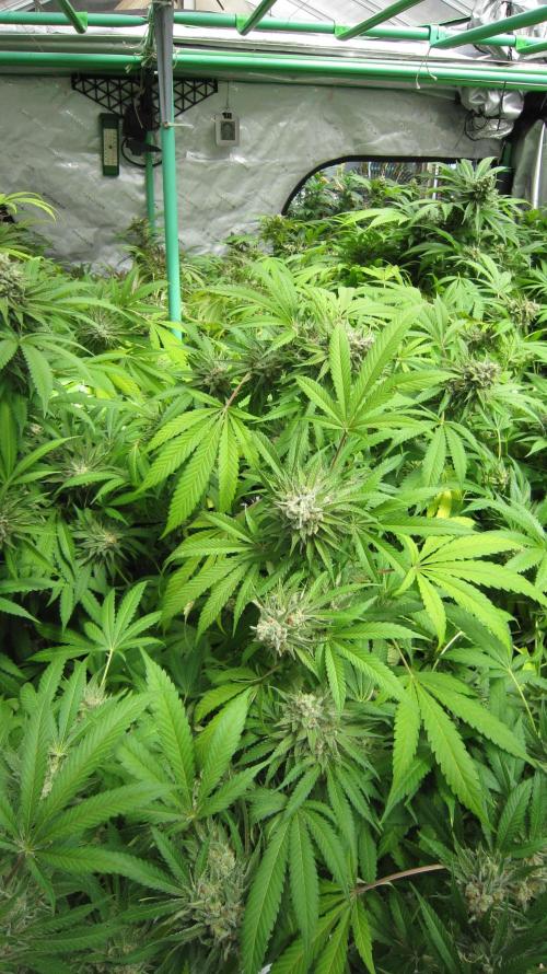 Runtz Mintz Cream by SnowShoe Joe. Week 24 - Plant #3