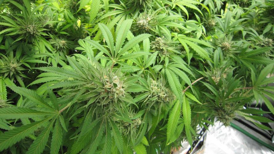 Runtz Mintz Cream by SnowShoe Joe. Week 24 - Plant #3