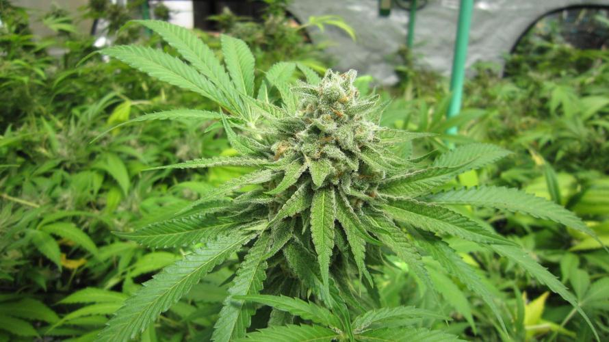 Runtz Mintz Cream by SnowShoe Joe. Week 24 - Plant #4