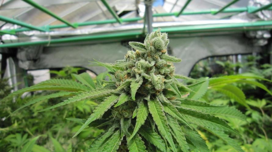 Runtz Mintz Cream by SnowShoe Joe. Week 24 - Plant #4