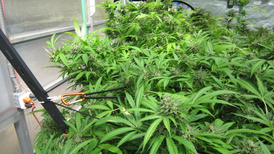 Runtz Mintz Cream by SnowShoe Joe. Week 24 - Plant #4