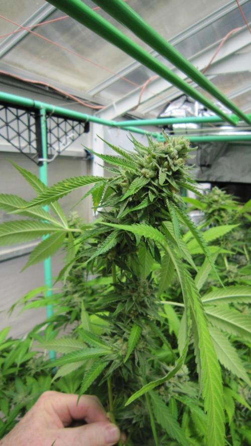 Runtz Mintz Cream by SnowShoe Joe. Week 24 - Plant #4