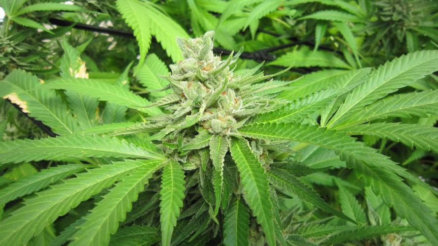 Runtz Mintz Cream by SnowShoe Joe. Week 24 - Plant #3