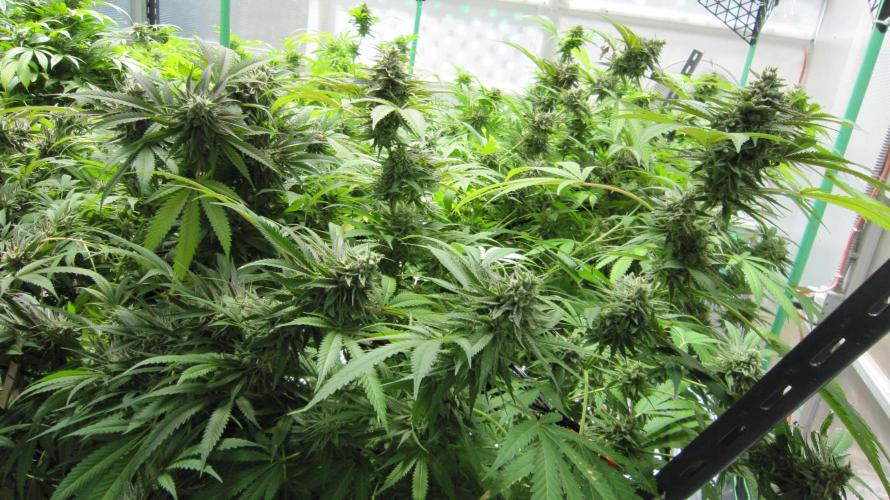 Runtz Mintz Cream by SnowShoe Joe. Week 24 - Plant #5
