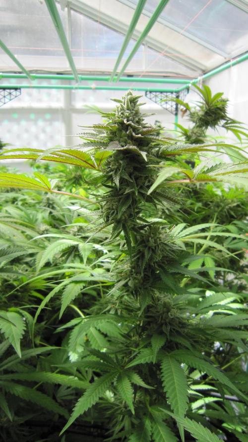 Runtz Mintz Cream by SnowShoe Joe. Week 24 - Plant #5
