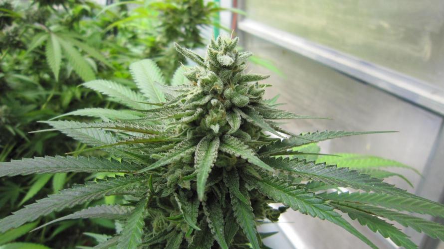Runtz Mintz Cream by SnowShoe Joe. Week 24 - Plant #5