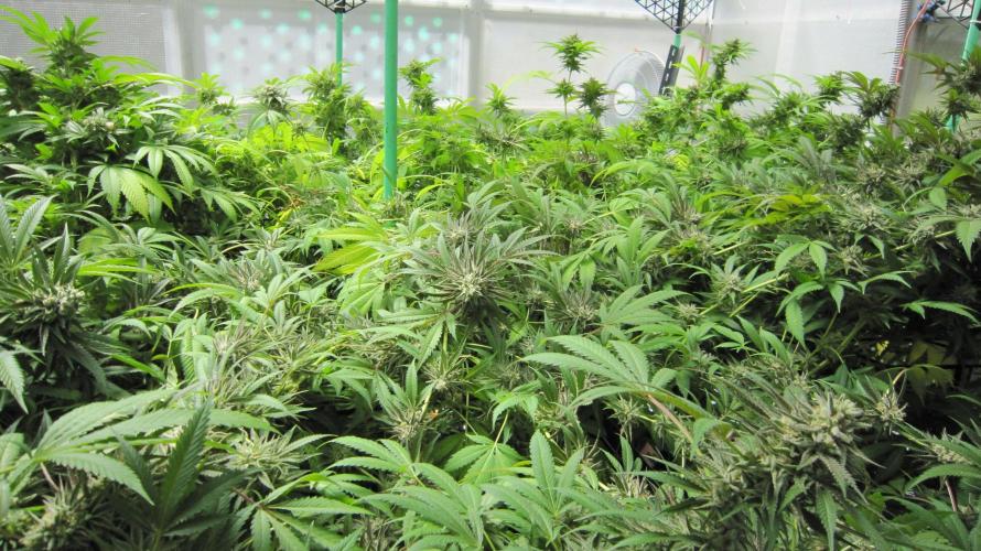 Runtz Mintz Cream by SnowShoe Joe. Week 24 - Plant #6