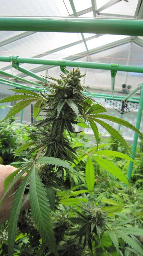 Runtz Mintz Cream by SnowShoe Joe. Week 24 - Plant #6