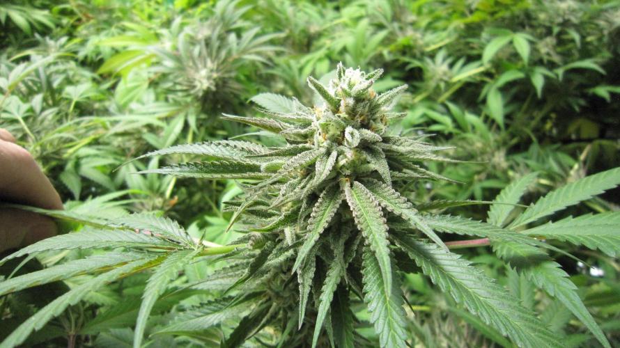 Runtz Mintz Cream by SnowShoe Joe. Week 24 - Plant #6
