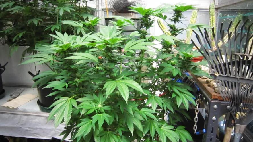 Gorilla Gelato - Ganja Seeds