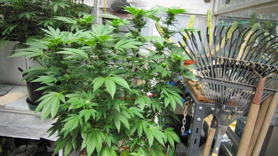 Gorilla Gelato - Ganja Seeds. Week 16 - Gorilla Gelato - GG -