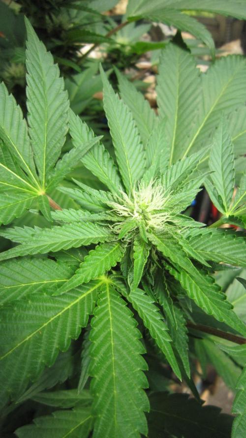 Gorilla Gelato - Ganja Seeds. Week 16 - GG