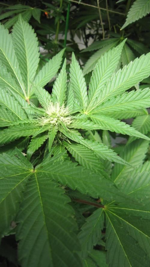 Gorilla Gelato - Ganja Seeds. Week 16 - GG