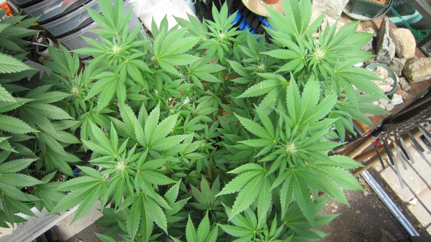 Gorilla Gelato - Ganja Seeds. Week 16 - GG