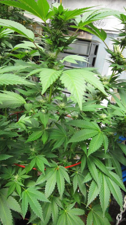 Gorilla Gelato - Ganja Seeds. Week 16 - GG