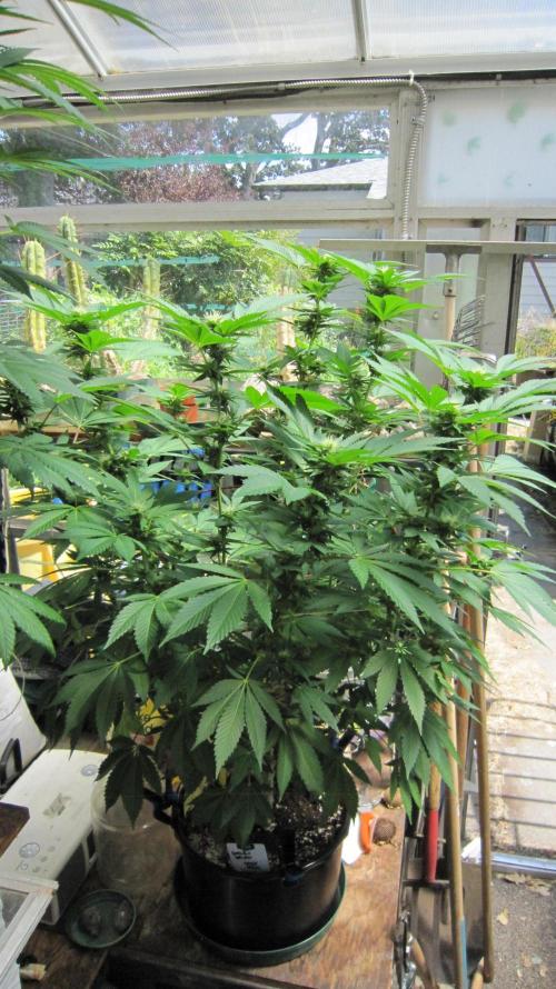 Gorilla Gelato - Ganja Seeds. Week 16 - GG