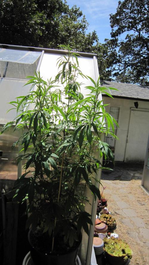 Gorilla Gelato - Ganja Seeds. Week 16 - Sister GG