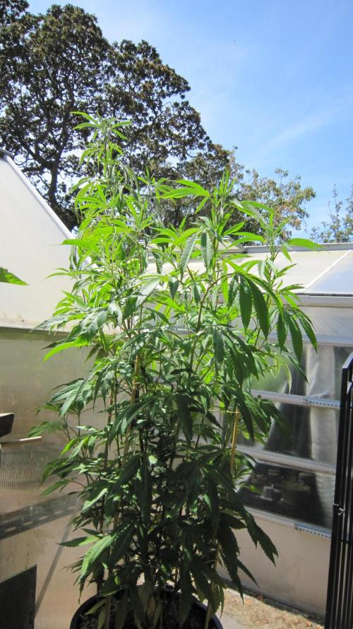 Gorilla Gelato - Ganja Seeds. Week 16 - Sister GG