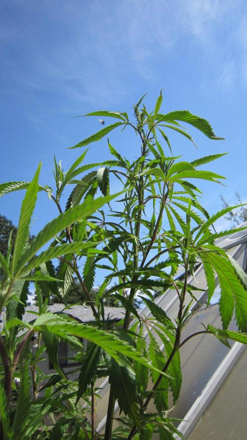 Gorilla Gelato - Ganja Seeds. Week 16 - Sister GG