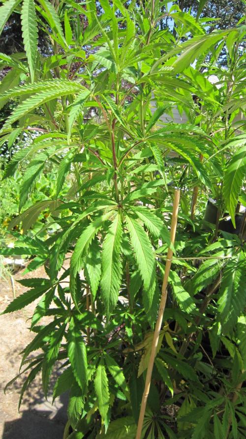 Gorilla Gelato - Ganja Seeds. Week 16 - Sister GG