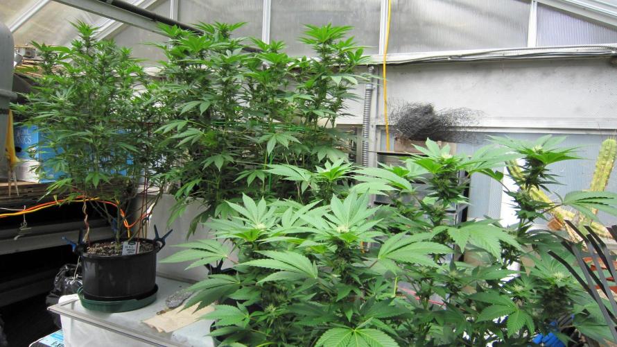 Gorilla Gelato - Ganja Seeds. Week 16 - Gorilla Gelato is on the bottom, right