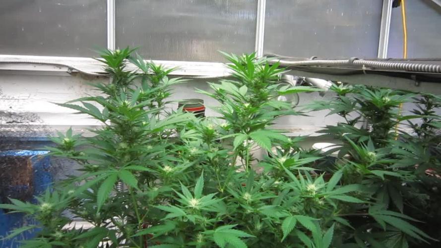 M.A.C.-Sensible Seeds-Premium Selection
