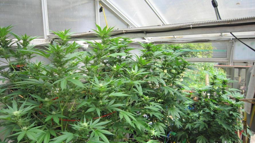 M.A.C.-Sensible Seeds-Premium Selection. Week 17 - M.A.C