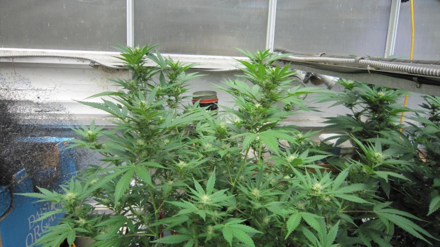 M.A.C.-Sensible Seeds-Premium Selection. Week 17 - M.A.C.