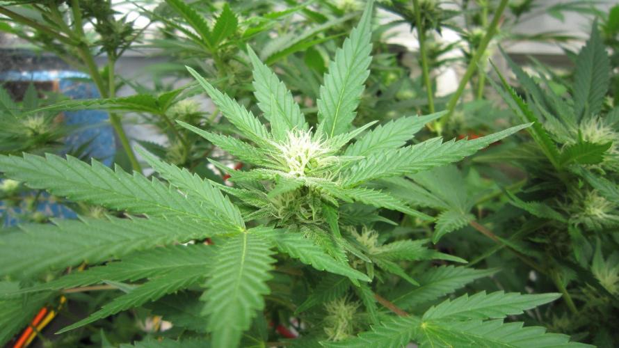 M.A.C.-Sensible Seeds-Premium Selection. Week 17 - M.A.C.