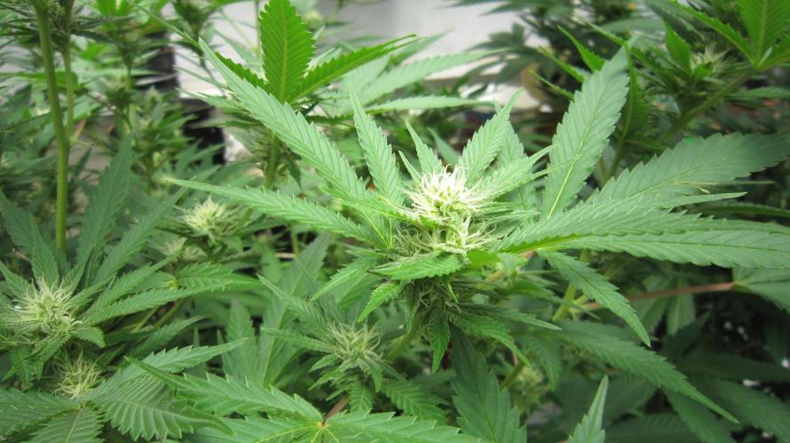 M.A.C.-Sensible Seeds-Premium Selection. Week 17 - M.A.C.