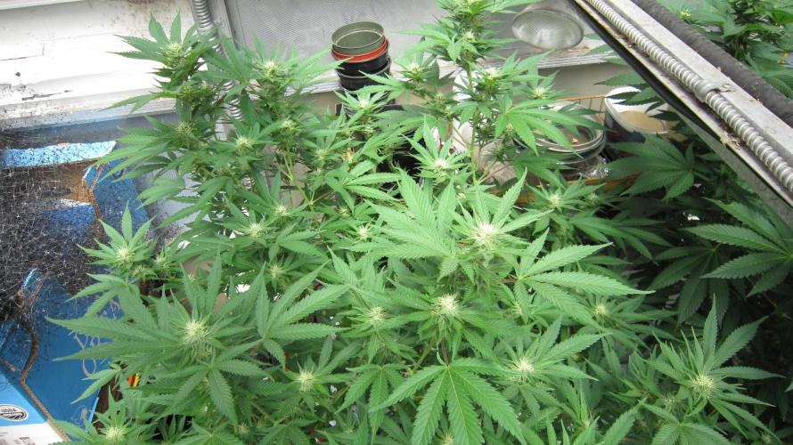 M.A.C.-Sensible Seeds-Premium Selection. Week 17 - M.A.C.