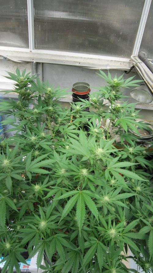 M.A.C.-Sensible Seeds-Premium Selection. Week 17 - M.A.C.