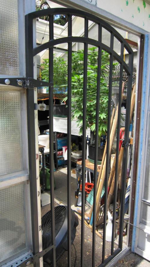 M.A.C.-Sensible Seeds-Premium Selection. Week 17 - I installed a metal gate so I can keep the door open and not have to worry.