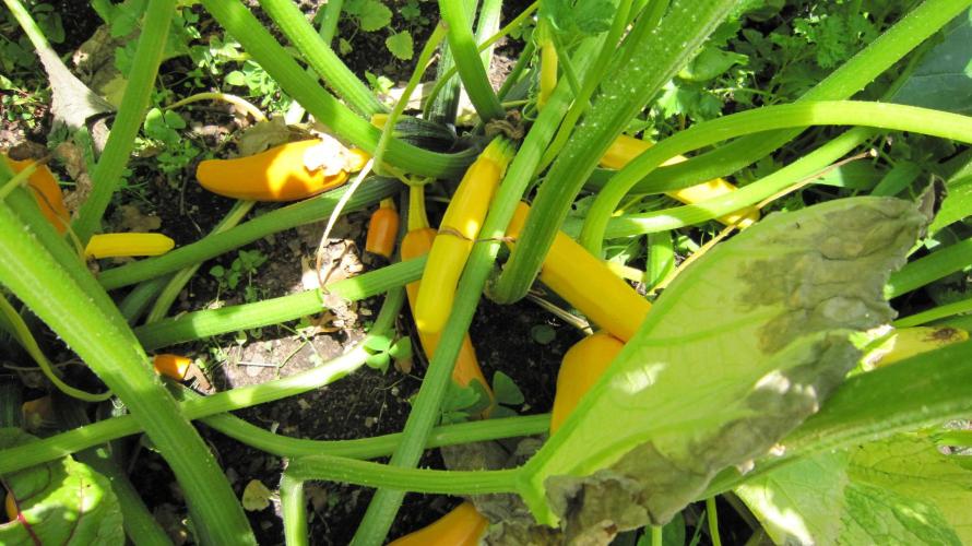 M.A.C.-Sensible Seeds-Premium Selection. Week 17 - Lots of yellow zucchini coming out.