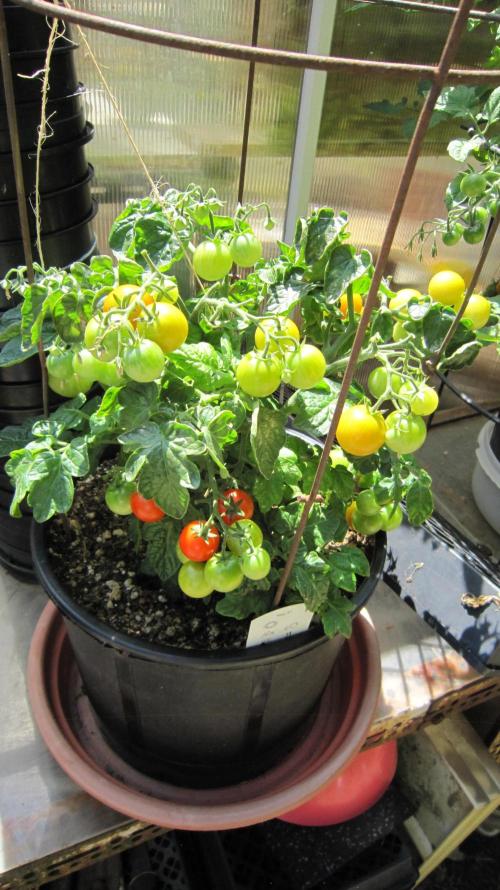 M.A.C.-Sensible Seeds-Premium Selection. Week 17 - Cherry Tomato's