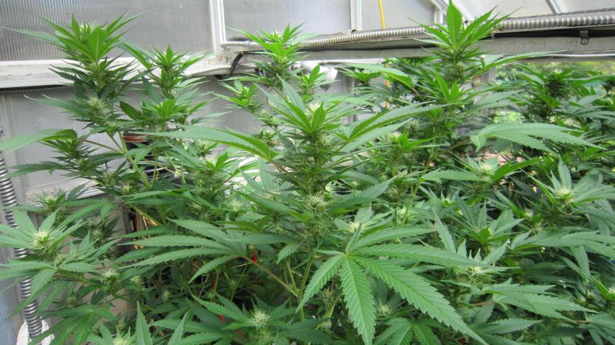 M.A.C.-Sensible Seeds-Premium Selection. Week 17 - M.A.C