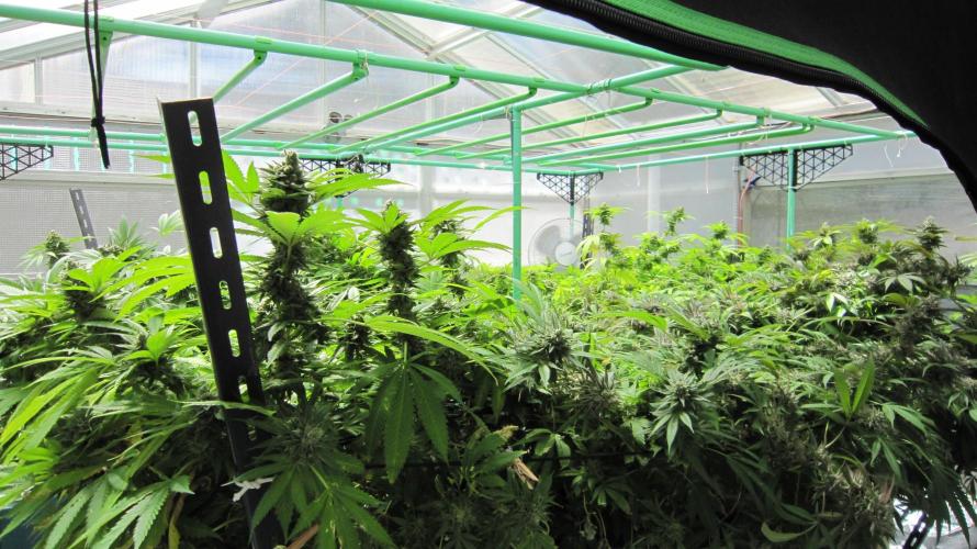 Runtz Mintz Cream by SnowShoe Joe. Week 25 - Facing Southwest