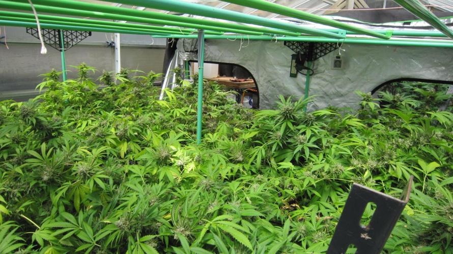 Runtz Mintz Cream by SnowShoe Joe. Week 25 - Facing Northwest
