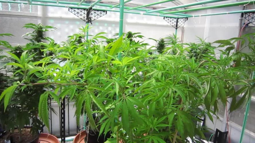 Gorilla Gelato - Ganja Seeds