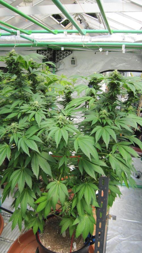Gorilla Gelato - Ganja Seeds. Week 18 - Gorilla Gelato - GG - Facing North 