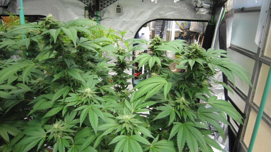 Gorilla Gelato - Ganja Seeds. Week 18 - GG - Facing North.
