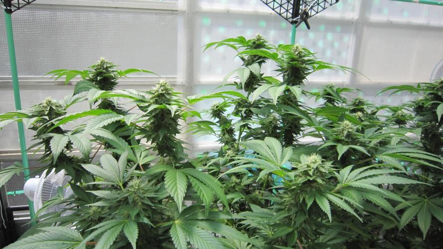 Gorilla Gelato - Ganja Seeds. Week 18 - GG - Facing South